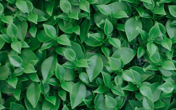 گرین وال پرتقالی 50*50 سانتیمتر کد 9103