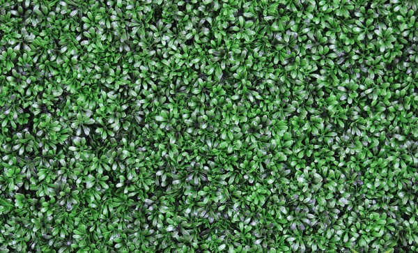 گرین وال رزماری فلفلی 50*50 سانتیمتر کد 9106