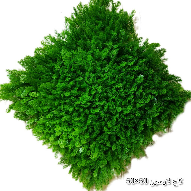 گرین وال کاج لاوسون 50*50 سانتیمتر کد 9114