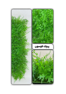 گرین وال پیچک لاوسون 50*50 سانتیمتر کد 9118