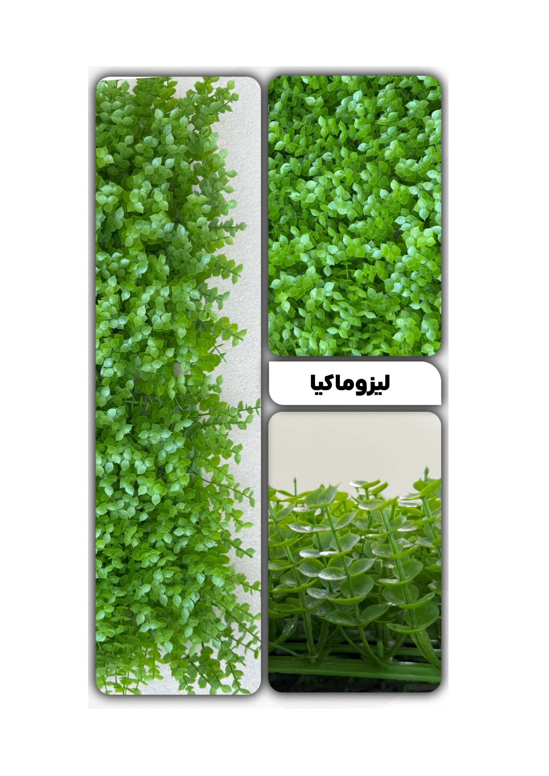 گرین وال لیزوماکیا 50*50 سانتیمتر کد 9120