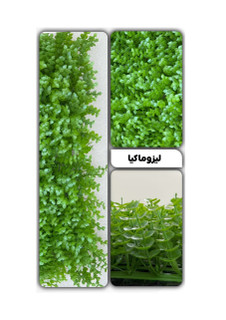 گرین وال لیزوماکیا 50*50 سانتیمتر کد 9120
