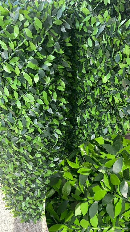 فنس برگی ریحون