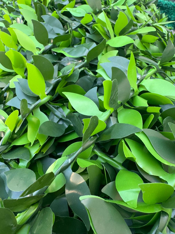 فنس برگی ریحون